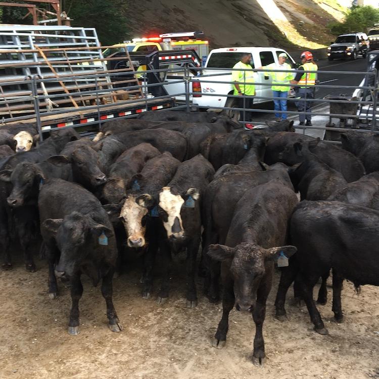 First responders get training for livestock highway incidents